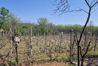 Casă cu 5 camere cu Teren 3937 Mp în Central - 14