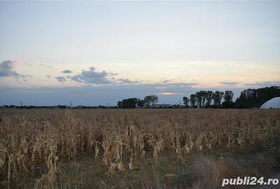 Teren de 7440 mp, în Slătioara - 4