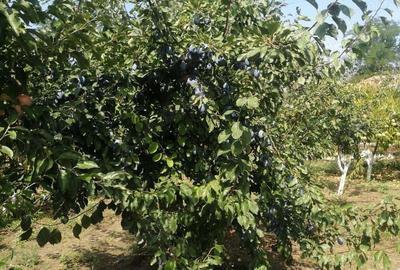 Casa la tara cu gradina - 4