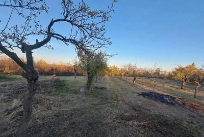Casă cu 2 camere cu Teren 2800 Mp în Spineni - 5