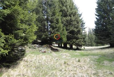 Terenuri speciale Padina Busteni, sunt dispuse ca o veritabila coroana in jurul - 9