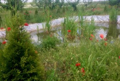 Teren de 1500 mp, în Zădăreni - 3