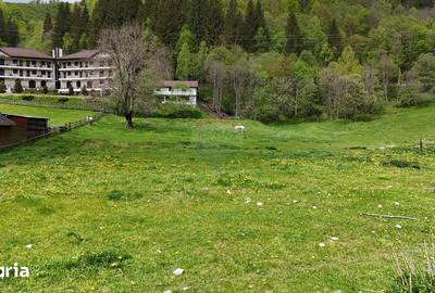 Teren de 10000 mp, în Rucăr - 1