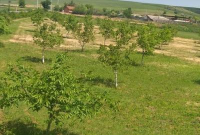 Spațiu comercial, în Docani - 1