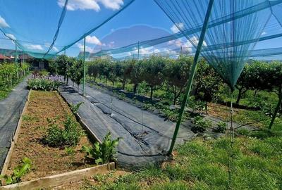 TEREN Investitie livada cu 116 pomi fructiferi in Comuna Livada - 4