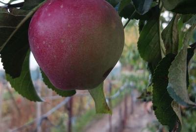 Casă cu 3 camere cu Teren 1116 Mp în Hotarele - 8