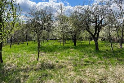Teren intravilan de 4872 mp, în Antoceni - 3