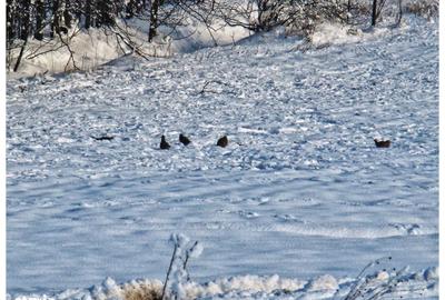 Spațiu comercial, în Frumușani - 6