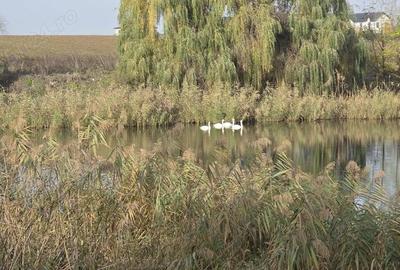 Teren de 17850 mp, în Balotești