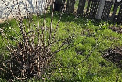 Casă cu 4 camere cu Teren 1000 Mp în Mataraua - 2