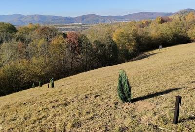 Teren intravilan de 6800 mp, în Tohănița - 3