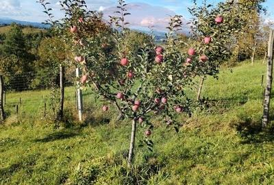 Casă individuală cu 8 camere cu Teren 4906 Mp în Central - 15