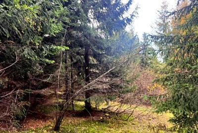 Vanzare 5,3 ha pasune deasupra Voronetului Suceava - Proiect Turistic - 32