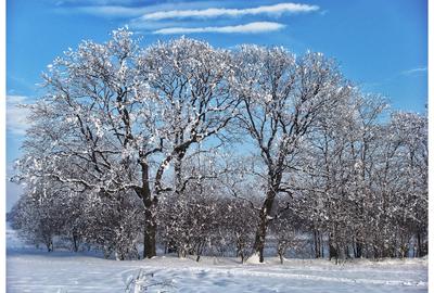 Teren Construcții de 650 mp, în Frumușani - 10