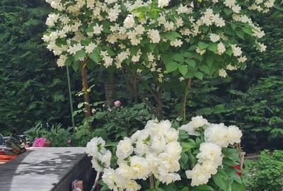 Casă cu 5 camere decomandat cu Canalizare în Primo - 3