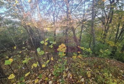 Teren intravilan de vanzare in Telega - 1