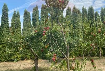 DE VANZARE Vila de vacanta in Pucioasa /Dambovita - 45