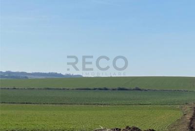 Teren de 42050 mp, în Tăut - 1