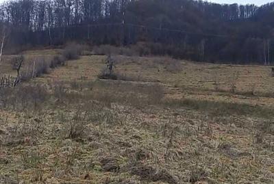 Teren de 20000 mp, în Râu Sadului - 8