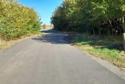 Teren de 4000 mp, în Cărpiniș - 4
