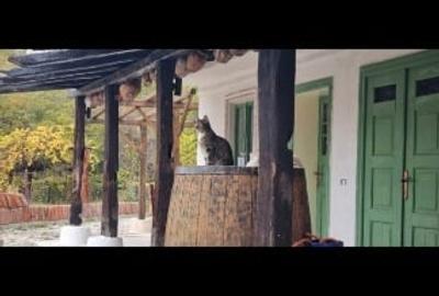 Casă individuală cu 5 camere cu Canalizare în Valea lui Enache - 7