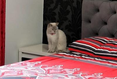 Casa Sacerdateanu superba construc?ie noua - 9