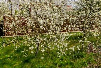 Casă cu Teren 830 Mp în Chiriacu - 1