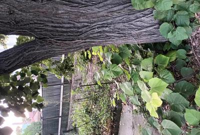 Vand casa central in Dragane?ti-Olt pe strada principala Vand casa central in Dragane?ti-Olt pe strada principala - 3