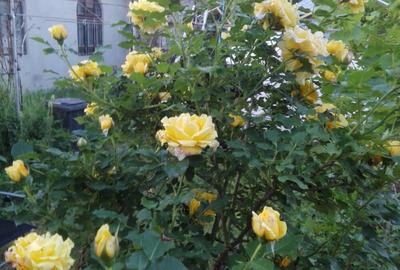 Proprietar ofer spre vanzare Proprietar ofer spre vanzare - 7