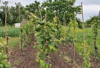 Spațiu comercial, în Cantemir - 2