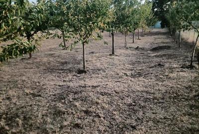 Vand casa in Barsanesti, judetul Botosani, teren 3868 mp Vand casa in Barsanesti, judetul Botosani, teren 3868 mp - 3