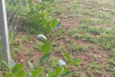 Casa cu teren GHIOROC - 7