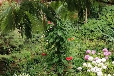 Apartament Iosefin - 15