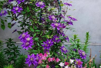 Vanzare casa Chiajna Ilfov - 8