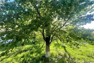 POVESTEA UNEI CASE PENTRU GENERATII  | VILA CU FARMEC, LUMINA SI TEREN 1618 MP POVESTEA UNEI CASE PENTRU GENERATII  | VILA CU FARMEC, LUMINA SI TEREN 1618 MP - 48