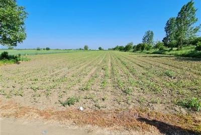 Teren 3000 mp - Comuna 1 Decembrie - Ilfov - 3