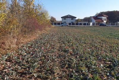 Balotesti teren intravilan 14036 mp Arc padurea Codrii Vlasiei - 4
