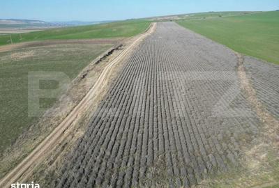 Teren de 45000 mp, în Dobrovăț - 4