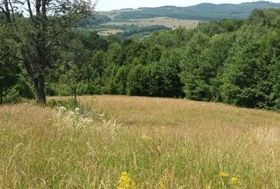 Spațiu comercial, în Căpeți - 3