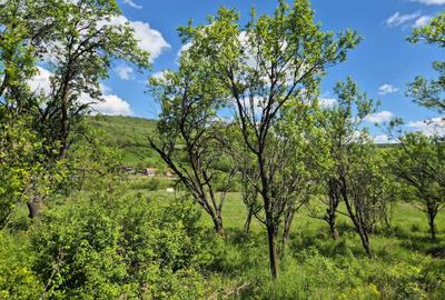 Teren de 3500 mp, în Bârlea - 2