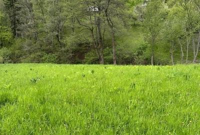 Teren  Bran/Predelut - 3