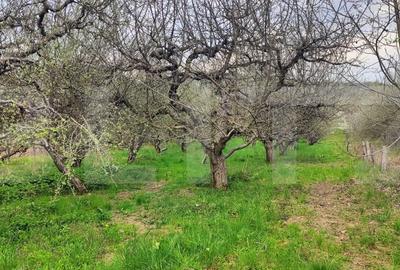 Spațiu comercial, în Gemenea-Brătulești - 10