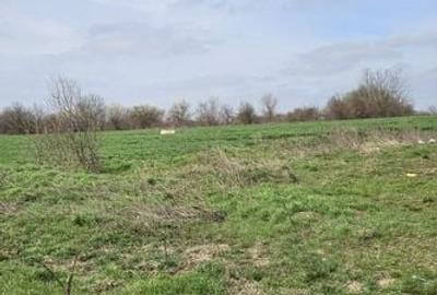 Afumati Balta Batal teren de vanzare 7000 mp - 2