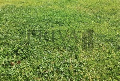 Teren Construcții intravilan de 798 mp, în Moșnița Nouă - 3