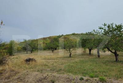 Teren extravilan 17524 mp, expunere sudica, Viforata - 14