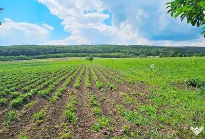 Casă cu 4 camere cu Teren 7481 Mp în Bodești - 4