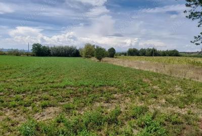 Casă cu Teren 5741 Mp în Lunca Mureșului - 5