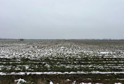 Teren de vanzare ciolpani padurea scrovistea - 3