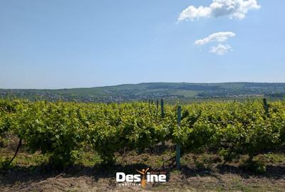 Teren Construcții intravilan de 974 mp, în Bârnova - 11