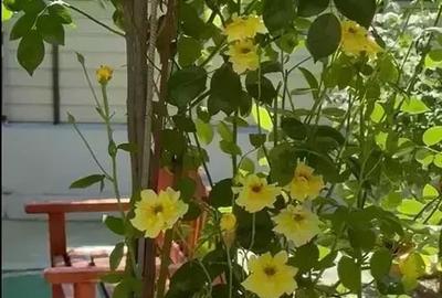 Casa individuala, gradina,  piscina, foisor, locuri de parcare - 17